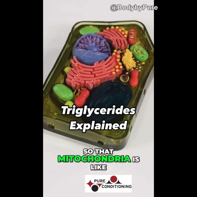 Don’t blame meat and saturated fat for what carbs, sugar and seed oils did 🤓🫶🏻 
Mitochondria, which are crucial for energy production, can be damaged by environmental factors, reducing their ability to process glucose and fatty acids into ATP. As a result, the mitochondria block glucose entry into the cells, causing glucose to build up in the bloodstream. High glucose levels can lead to various issues like blood vessel problems, oxidative stress, and glycation (where sugar sticks to proteins), all of which are harmful. To manage this, the body converts excess glucose into triglycerides for storage. When both glucose and triglycerides are elevated in the blood, it often signals mitochondrial dysfunction and chronic overnutrition. Ideally, low blood glucose and triglycerides indicate healthy cellular energy processing.

For more information about your nutritional needs contact Daniel at (917) 207-8335 or Daniel@pureconditioning.com to schedule a consultation! 

#carnivore #redmeat #guthealth #gutmicrobiome #ketosis
#PureConditioning #PersonalTraining #MedicalMassage #ColdPlunge #StamfordInfaredSauna #Acupuncture #IntegratedExercise #Stamford #NewYorkCity #WorkSmarterAndHarderNotLonger #Workout #Fitness #LifeStyle #HighPerformanceOfMindAndBody #HealthStamford #HealthNewYork #Exercise #FitnessGoals #FitLife #FitForLife #WorkoutMotivation #Biohacking #StamfordStretching #Wellness #StamfordColdPlunge